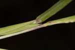 Mudbank crowngrass